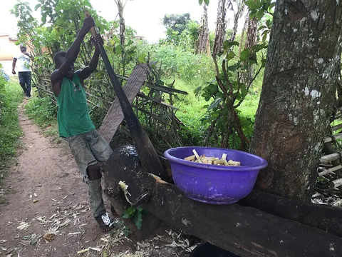 Sugar-cane drink preparation · Damba · Uíge · Angola