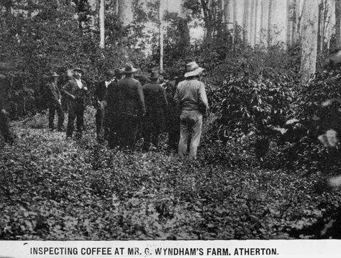 Coffee plantation at G. Wyndham’s farm, Atherton — archival photograph, 1905