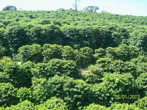 Coffee trees on a cultivated hillside · Carmo de Minas · Sul de Minas · Brazil