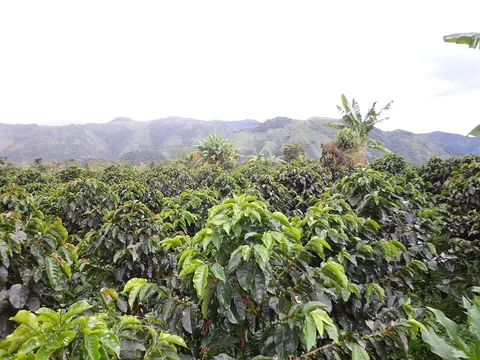 Coffee crops in Gaitania, Tolima