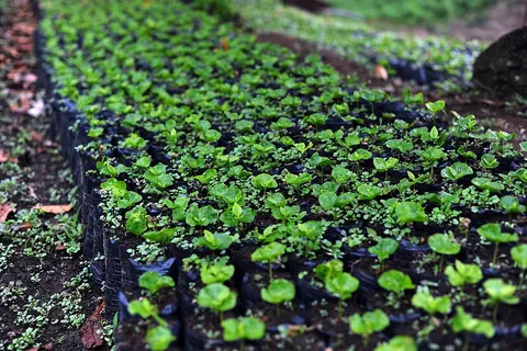 Coffee seedlings in a nursery in Cauca