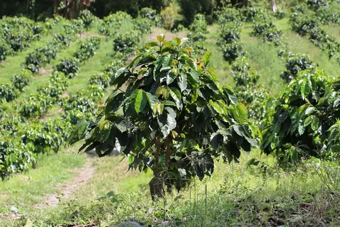 Coffee tree at Hacienda Guayabal in Caldas