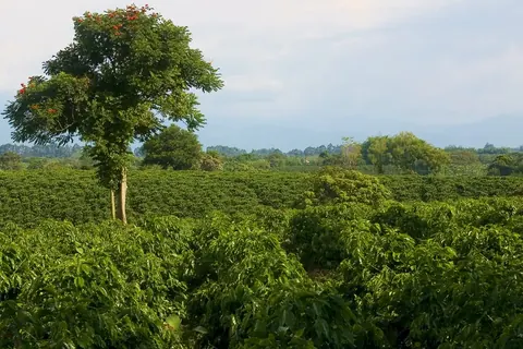 Coffee landscape near Quimbaya, looking toward Montenegro