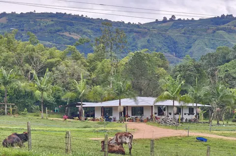 Coffee farm · Pitalito · Huila · Colombia