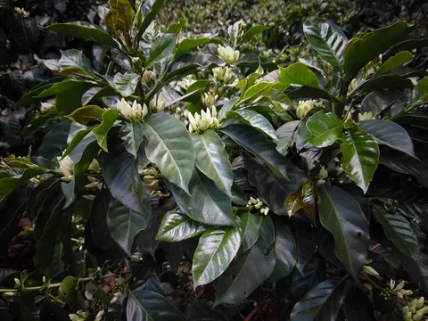 Coffee flowering near the Galeras volcano in Nariño, Colombia