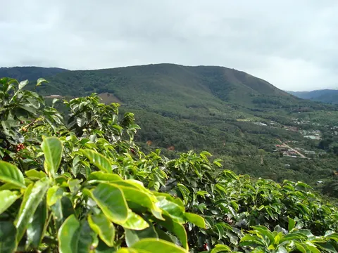 Coffee farms in San Marcos de Tarrazú