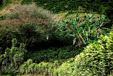 Coffee planting and a Dracaena hedgerow in Guanacaste, Costa Rica (2004)