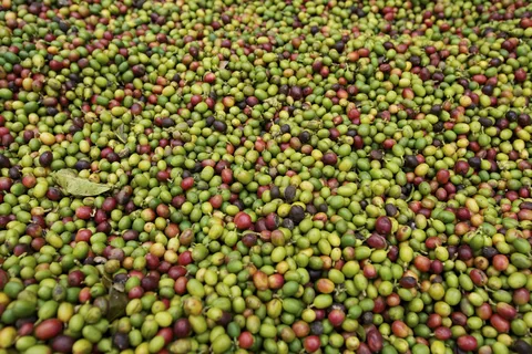 Coffee cherries in eastern DR Congo · 2012