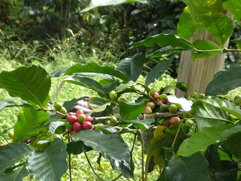 Coffee plants in Vilcabamba, Loja