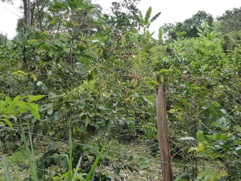 Fruiting coffee plants in Vilcabamba