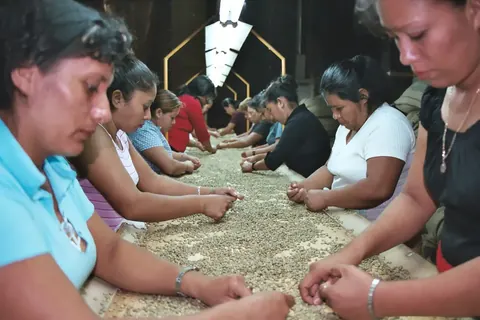 Hand-sorting coffee in Ahuachapán