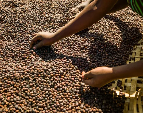 Sorting coffee berries near Hawassa