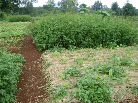 Turmeric research plots · Tepi National Spices Research Center