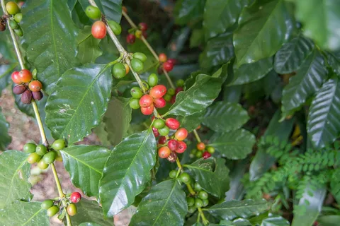 Coffee cherries at the Garden of the Sleeping Giant, Fiji