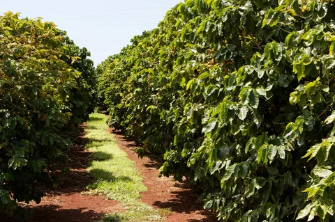 Coffee plantation on Kauaʻi, Hawaii, USA