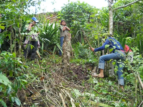 Pruning coffee · Cerro Bueno, Marcala, Montecillos · 2013