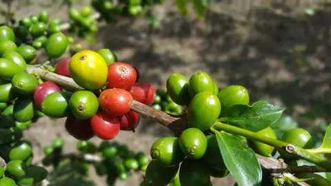 Coffee cherries in Tambla, Lempira
