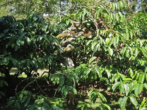 Coffee tree and fruit · Coorg · Karnataka · India