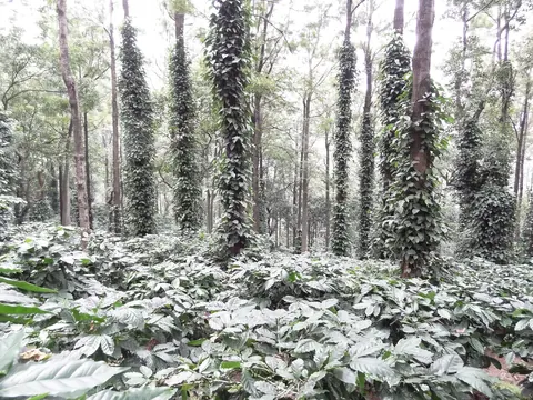 Shade-grown coffee plantation in Araku Valley