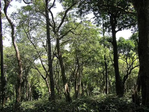 Traditional coffee plantation beneath a native tree canopy
