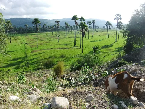 Rural landscape of South Central Timor