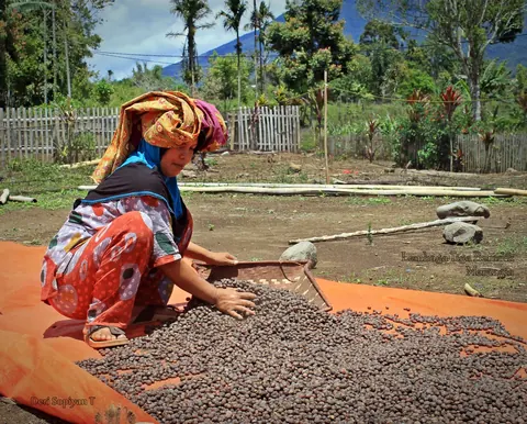 Collecting dried coffee in Jangkat, Merangin, Sumatra