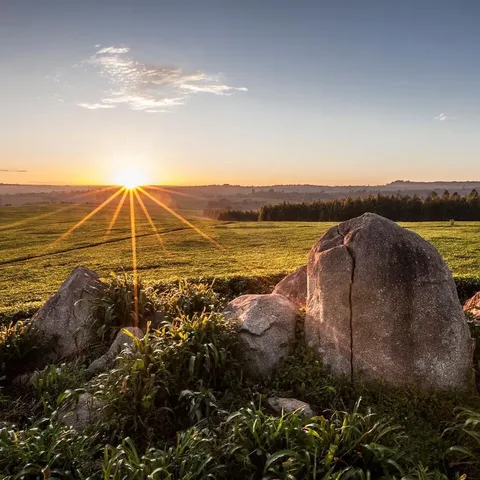Sunrise over tea fields · Kirinyaga · Kenya