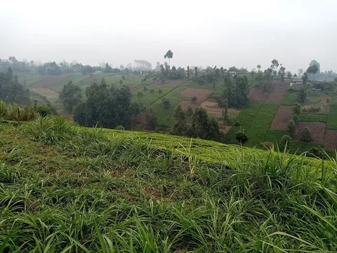 Tea-growing landscape · Murang’a · Kenya