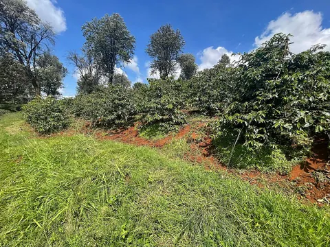 Coffee plantation · Cianda · Kiambu County · Kenya