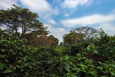 Coffee fields and shade trees at Fairview Estate, Kiambu
