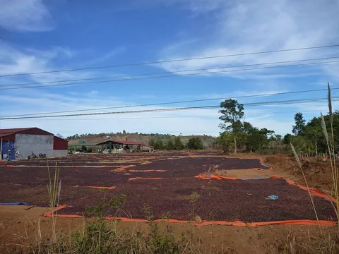 Coffee drying yard in Paksong