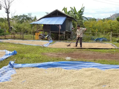 Drying yard at Sinouk Coffee Resort, Champasak