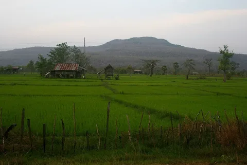 Rice fields and mountain backdrop in Attapeu