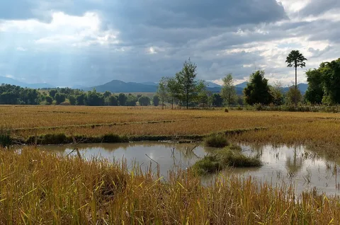 Rice fields near the Plain of Jars, Xiangkhouang