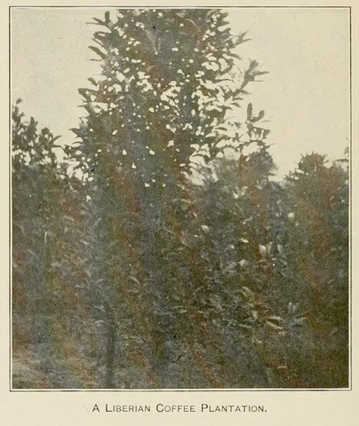 Historic coffee plantation · Liberia · published 1907