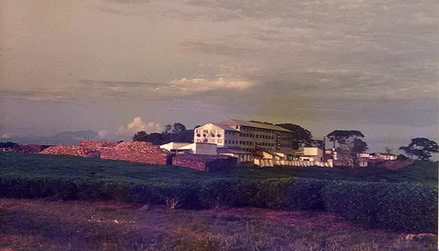 Tea estate near Thyolo · Malawi · 1984