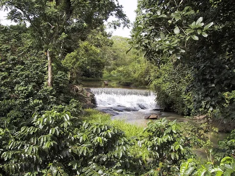 Coffee plantation at Zihuateutla, Puebla, Mexico