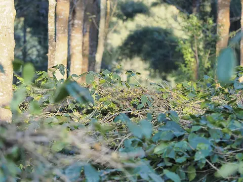 Arabica coffee beneath shade trees in Pyin Oo Lwin