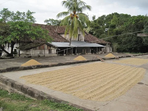 Coffee drying at Finca Magdalena, Ometepe, Nicaragua