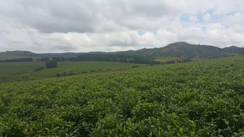 Tea fields at Kakara · Taraba · Nigeria