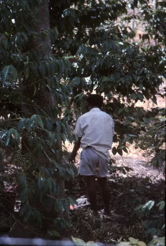 Coffee picking in Bobiufa, Eastern Highlands — archival photograph, 1991