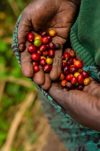 Freshly picked coffee cherries in Rwanda