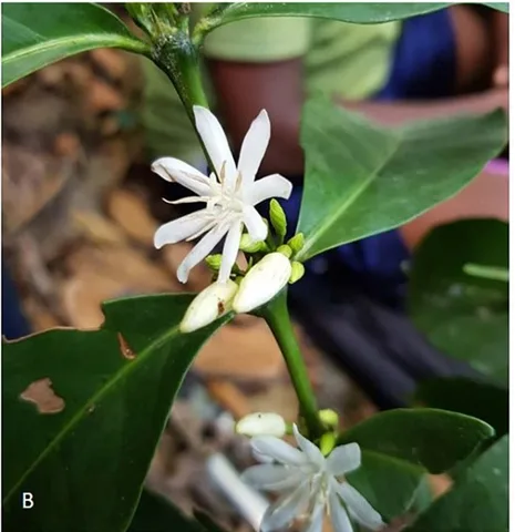 Coffea affinis flowers · Kambui Hills · Sierra Leone · published 2020