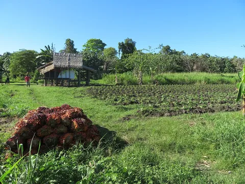 Fields and oil-palm fruit at Tetere, Guadalcanal