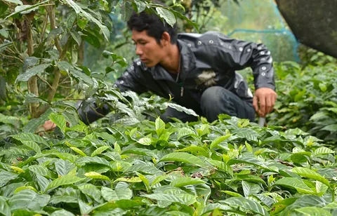 Coffee seedlings at a nursery in Maejantai, Chiang Rai