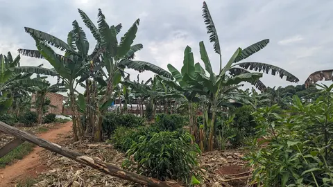 Coffee and banana intercropping in Uganda