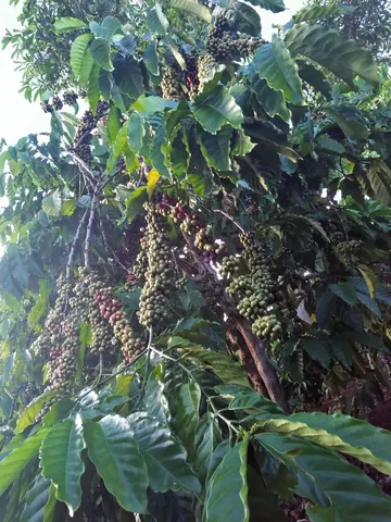 Coffee cherries and leaves on a tree in Đắk Lắk