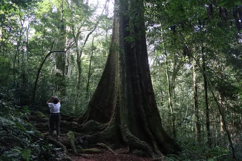 Big Tree, Chirinda Forest · Chipinge, Zimbabwe · 2025